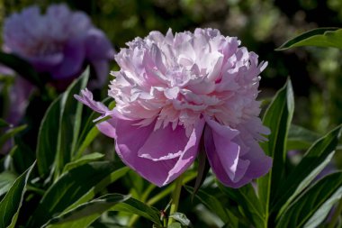 Bahçedeki güzel çiçekler