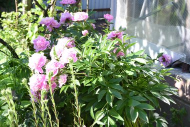 Bahçenin arka bahçesindeki saksıda güzel pembe şakayıklar.