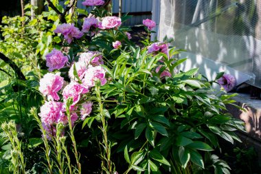 Çiçek tarhında pembe çiçekler