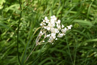 Güzel botanik fotoğrafı, doğal duvar kağıdı.