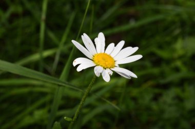Bahçedeki güzel beyaz çiçek