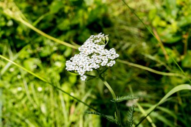 Bahçedeki güzel çiçekler