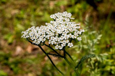 Güzel botanik fotoğrafı, doğal duvar kağıdı.