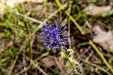 Mavi cornflower yakın çekim