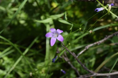 Bahçedeki güzel çiçekler