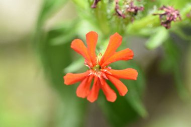 Bahçedeki güzel çiçekler