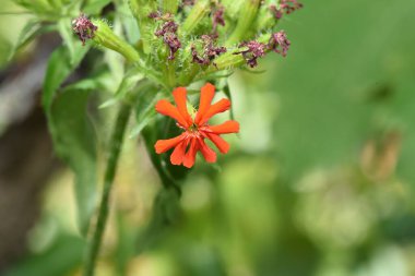 Bahçedeki güzel kırmızı çiçek