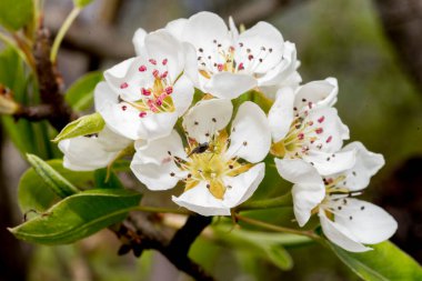 Bahçede beyaz çiçekler
