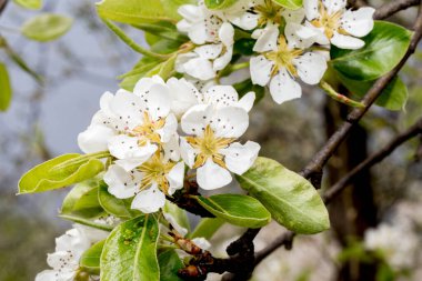 Bahçedeki ağacın güzel çiçekleri