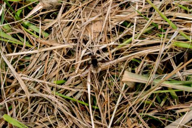 Yeşil çimenlerin üzerinde Spider