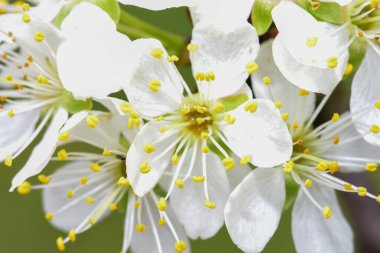 Elma çiçeklerinin beyaz çiçekleri yeşil arka planda