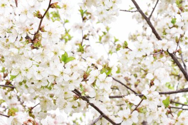 Bahar çiçekleri Bahçedeki kiraz çiçekleri.