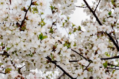 Bahçedeki güzel çiçekler