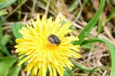 Sarı çiçekli arı