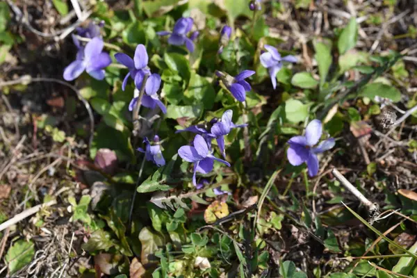 Yeşil çimenlerin üzerinde mavi çiçekler