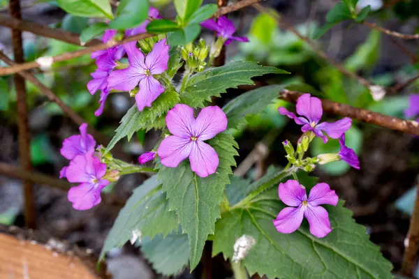 Bahçede mor çiçekler