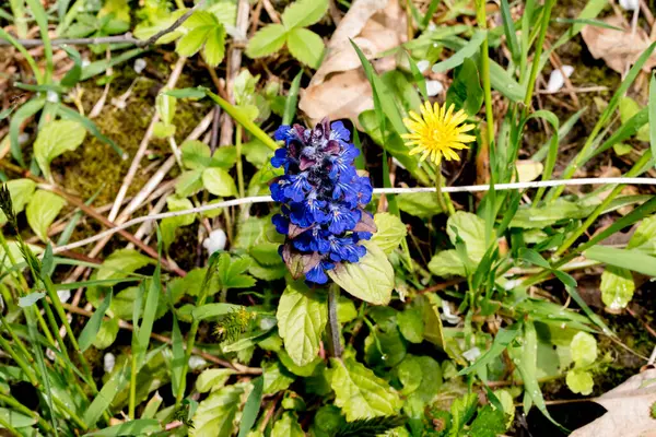 Çayırdaki mavi çiçekler