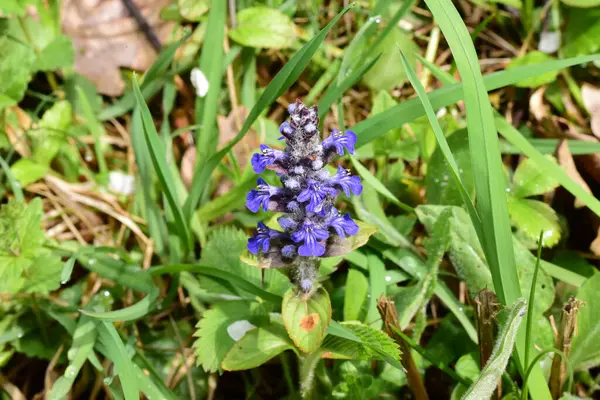 Yeşil çimlerin üzerinde mavi çiçekler