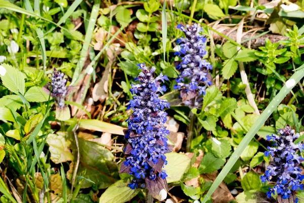 Bahçedeki mavi çiçekler