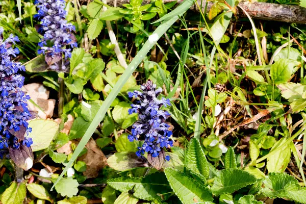 ormandaki mavi çiçek