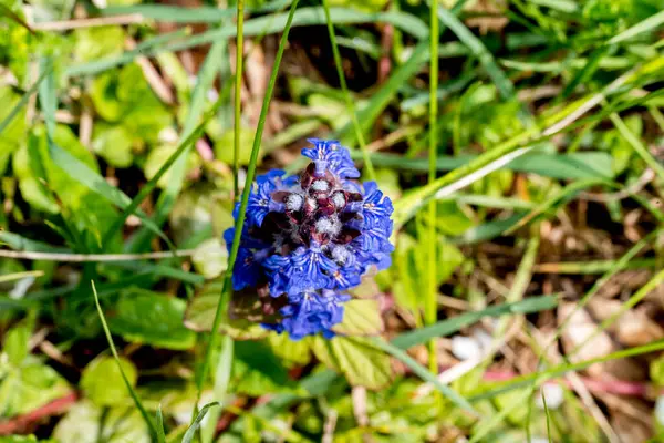 Bahçedeki mavi çiçek.