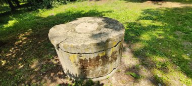 Yeşil bir ağaç gövdesinin yakın plan çekimi.