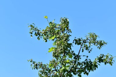 Tomurcuklu elma ağacı