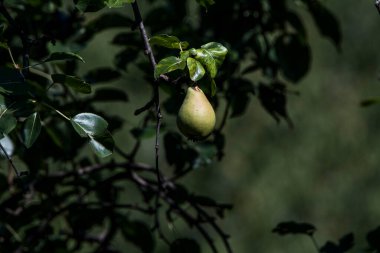 Bahçe içinde dal üzerinde olgun armut