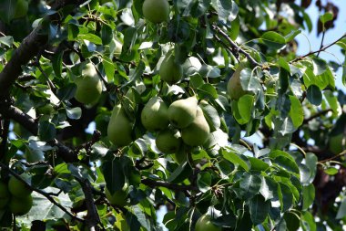 Ağaçta olgun elmalar