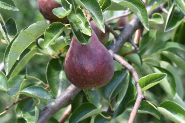 Ağaçtaki olgun incirlere yakın.