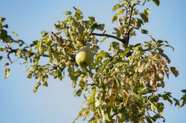 Ağaçtaki olgun elmalar