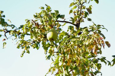 Sonbaharda ağaçta elma