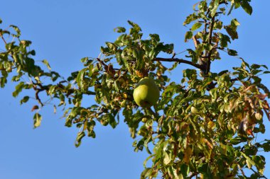 Ağaçta olgun elmalar