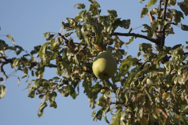 Elma ağacında meyveli elma
