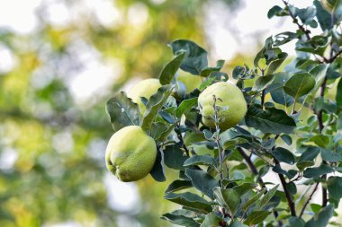 Sonbaharda bahçedeki ağaçta olgun cevizler