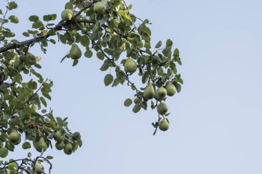 bir ağacın dalında yeşil elmalar