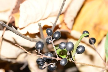 Ormanda beyaz bir arka planda siyah frenk üzümü.