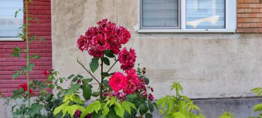 Bahçedeki kırmızı çiçekler