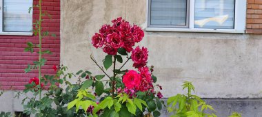 Bahçedeki kırmızı çiçekler