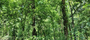 Parktaki yeşil ağaçlar