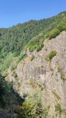 Ormandaki nehirdeki köprü.