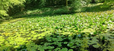 Güzel göl manzarası