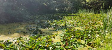 Ormanda yeşil yapraklar