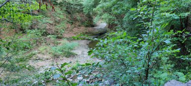 Ormanın güzel manzarası. seyahat