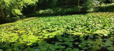 yeşil yapraklar, bitki ve hayvan