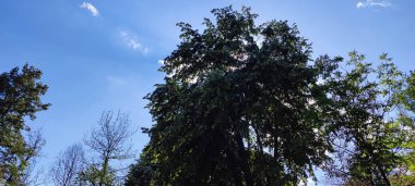 Ormanın güzel manzarası