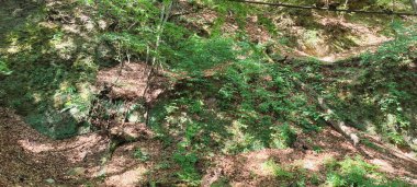 Ormanın güzel manzarası