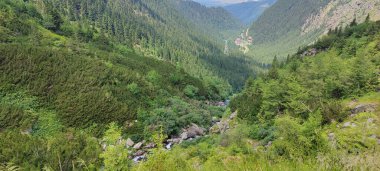 Ormandaki nehrin güzel manzarası