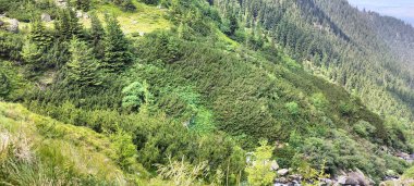 Dağlardaki yeşil ormanın havadan görünüşü