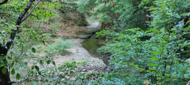 Ormanda güzel bir şelale